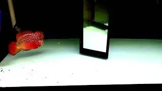 vip kamfa f2 classic đỏ 100% , 0379270215