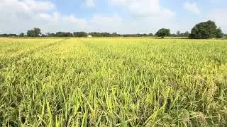 114 DAYS | PADDY CULTIVATION | RABI SEASON 2024 - 25 | RNR 15048 SUGARLESS VARIETY | PRR | FARMLAND|