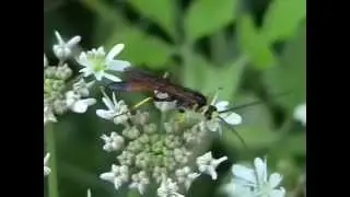 Alomya sp  (Ichneumonoidea-Hymenoptera)