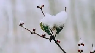 Snow in the Country with Ambient Music
