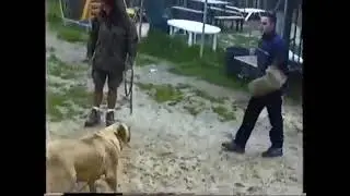 Guard dogs  FAIL (Presa, Fila, CAS, Neo): Don't believe the hype - Ep#149