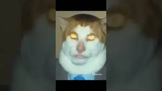 Monday left me broken cat #meme