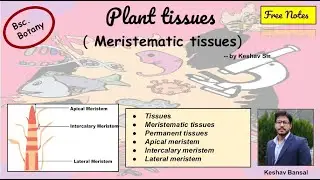 Meristematic tissues || Apical , Intercalary & Lateral || Bsc || Free PDF notes || by VEX