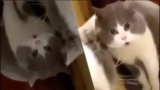 ☯️Yin-yang Cat☯️