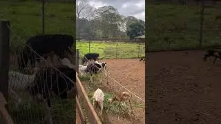 Gibb's Farm, Tanzania, Africa