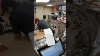 ONE MORE ORDER, ONE MORE!!😅🤪 #fastfood #shift #stress #work #cat