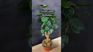 Полисциас Фабиан