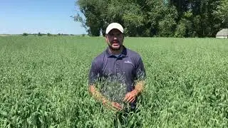 Everleaf Forage Oats