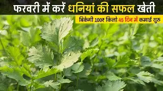 फरवरी में करें धनियां की सफल खेती, dhaniya ki kheti, farming गर्मियों में धनियां की खेती
