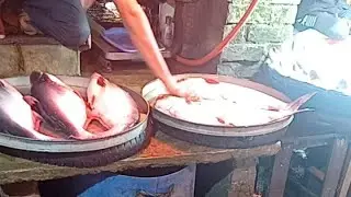 Unbelievable Fish cutting live☞