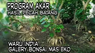 HASIL PROGRAM AKAR WARU INDIA PECAH BATANG DI GALERY BONSAI MAS EKO PEMALANG