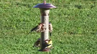More Birds&reg; Radiant Songbird Feeder