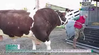 Cel mai scump taur din lume viețuiește &icirc;n Spania &ndash; AGRO TV News