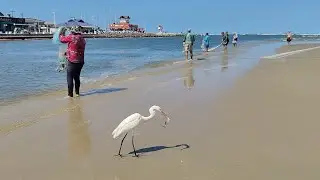 Pescarias de tarrafas, 20/02/25,  Barra de Tramandaí. Tarde de boto e raros peixes. #pescadetarrafa