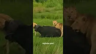 How lions hunt their prey 🦁 The king of the jungle shows its strategy in the wild #lions #