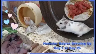 Hamster Babies Growing Up - Day 1 to Day 26 Best Moments