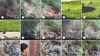 Robin Bird  - American Robin Life Cycle - Nest, Eggs, Hatching, Babies, Feeding