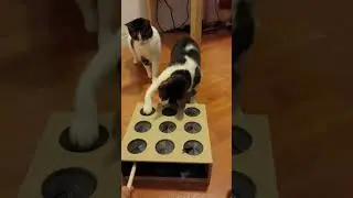 Whack a mouse cat toy