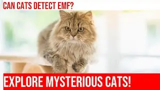 Do Cats Sense Changes in the Electromagnetic Field During Thunderstorms?