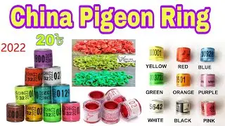 উন্নত মানের কবুতরের পারসোনাল রিং কোথায় পাবেন Rana Pigeon Pet Shop