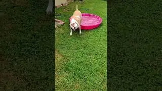 Rose loves her pool #dog #dogs #pool #viral #cute