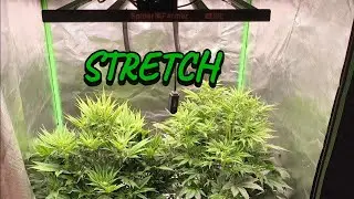 Blüte Stretch Topping vs Normal | Spider Farmer Grow Set Fastbuds purple hz #trendingvideo #pflanzen