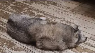 Прямой эфир с 10 #хаски