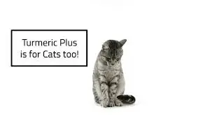 Turmeric for Cats Promo