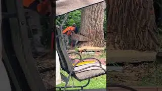 Cutting down massive Tree Gone Wrong