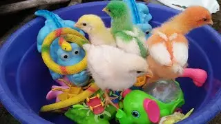 Hunting Snail, Berburu Bekicot atau siput warna,dan menyelamatkan anak ayam rainbow, bebek, ular