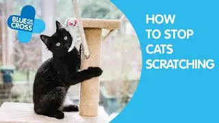 How To Stop Your Cat Scratching | Blue Cross