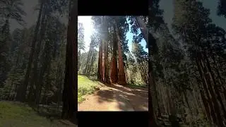 Sequoia forest