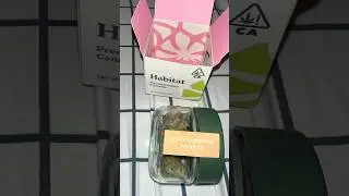 STRONGEST CANNABIS ??!! | HABITAT SPACE LEMONADE
