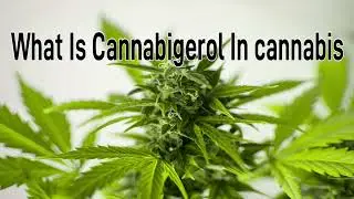 What Is Cannabigerol In Cannabis
