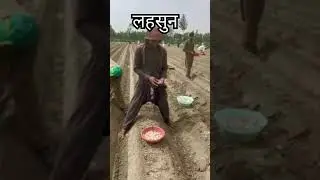 G1 garlic lagane ka tarika #garlic #agriculture #farming #garliclovers #farmer #farmerlife