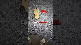 Found With Broken Legs&hellip; Now Look at Him! 🐈 ✨ #shorts