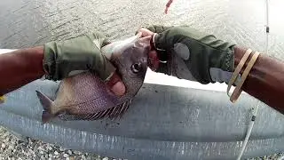 22 Porgies Caught In 2 Hours Fishing Long Island North Shore