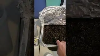 Easy 'fool proof' Substrate Pasteurization! Mushroom Oven Tek