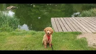 Bella - 16 Week Old Labradoodle Puppy - 3 Week Intensive Dog Training Course