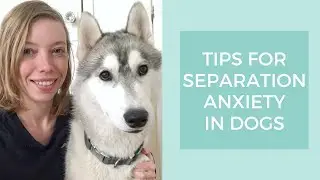 How to Prevent Separation Anxiety in Dogs