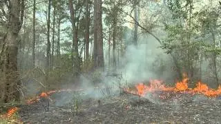 Prescribed Burn with the Florida Forest Service