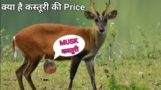 What is The Price Of Kasturi Or Kasturi Deer in International markets ? #kasturideer,#kasturiprice,