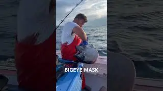 BIGEYE TUNA COMMERCIAL FISHING #fishing #fish #tunafishing #sushi #commercialfishing #tuna