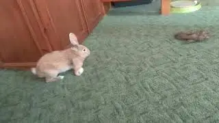 Disabled bunny 'Hockey Stick'