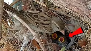 Small babies from nest hole watching mom for food!