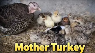 Mother Turkey and Her Cute Chicks Amazing Mother Turkey Caring for Her ChicksBeautiful Turkey Family