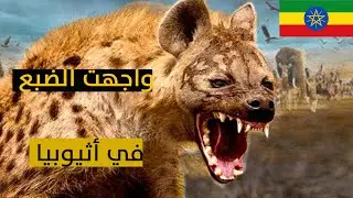 الضباع في مدينة هرر الاسلامية تعيش مع البشر |  #اثيوبيا     جزء2