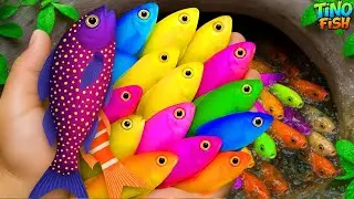 I get colorful ornamental fish in giant eggs, goldfish, moray eel, platy fish, turtle, fish video