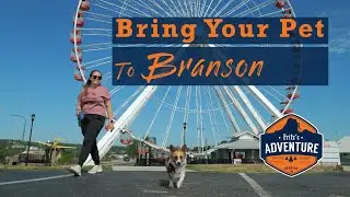 Bring your pet to Branson