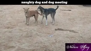Dog mating, naughty dog, dog fight, animal, natural| Nature Ajay |